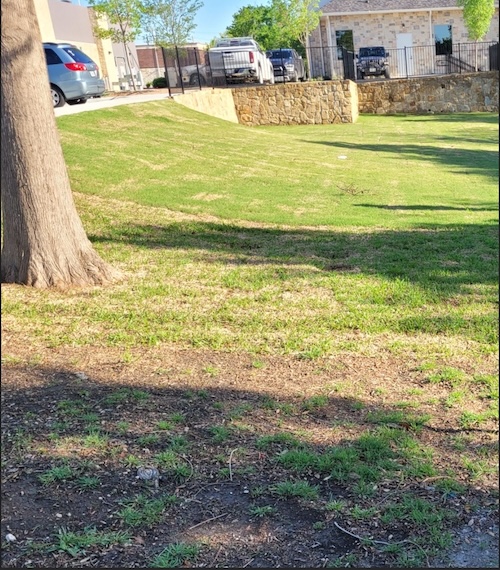 Green grass with a tree and stone wall.